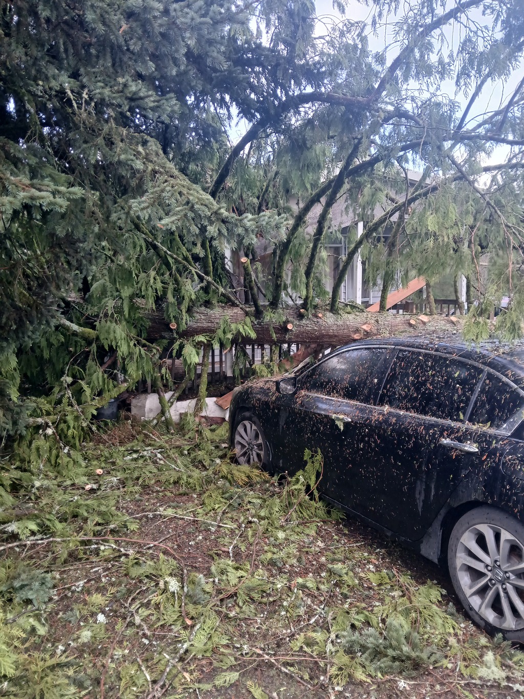 Fallen tree crushing car and fence after storm damage, showing urgent need for emergency tree removal in Chehalis WA
