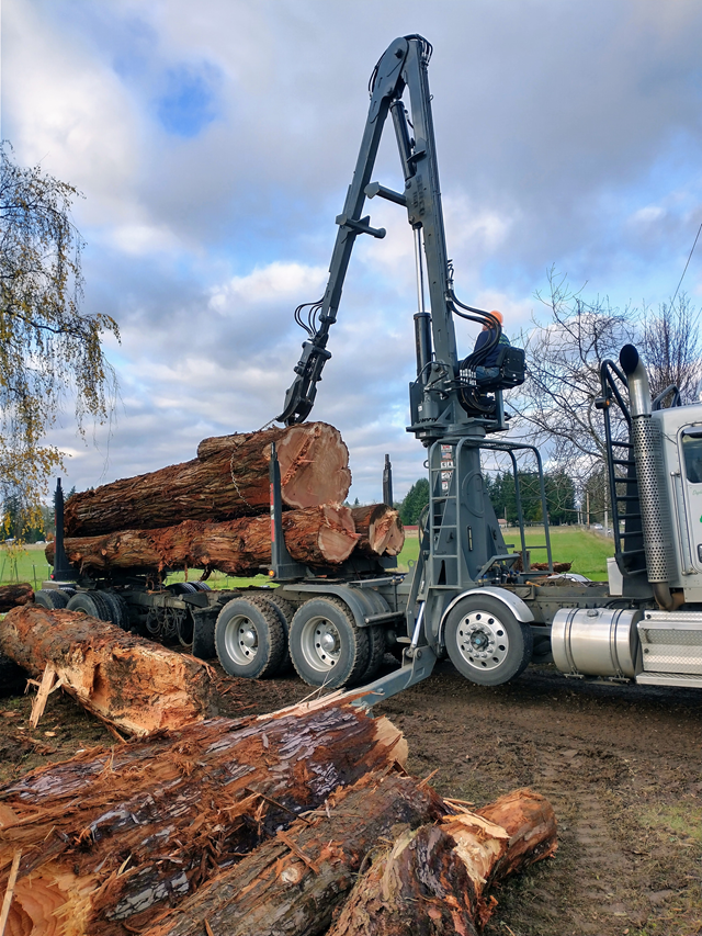 Logging truck loading large tree trunks with hydraulic crane on muddy site in Southwest Washington